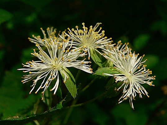 {Neviusia alabamensis}